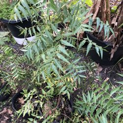 Neem Tree