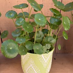 Pennywort plant with planter 