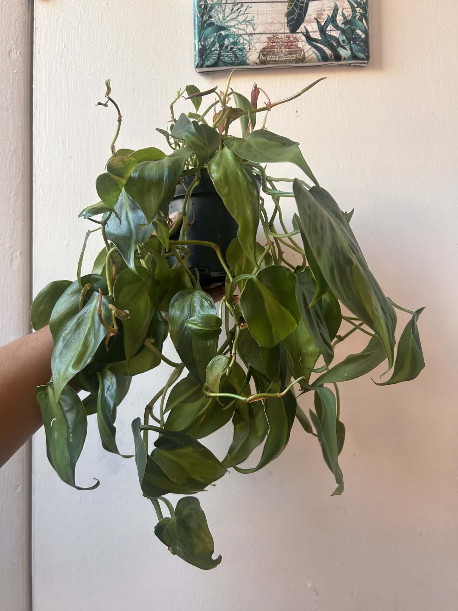 Philodendron Brasil