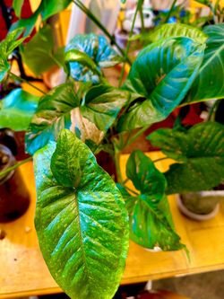 Pink Syngonium Podophyllum Arrowhead Plant