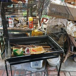 Bird Cage