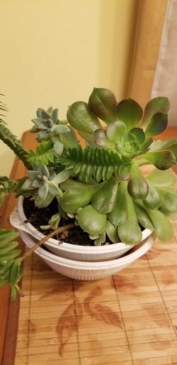 Suculents plants