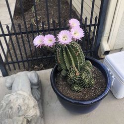 Ornamental Cactus