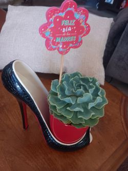 Mother's day gift real succulent