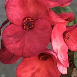 Corona de cristo Good Day sunshine