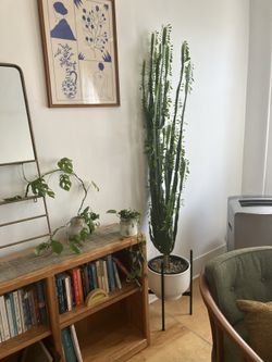 EUPHORBIA - MUST PICKUP SATURDAY OR SUNDAY