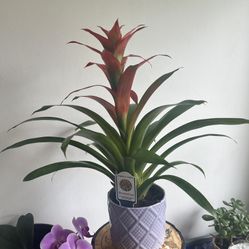  Bromeliad Indoor Plant 