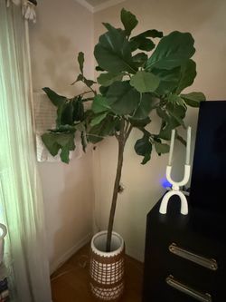 World Market Faux Fiddle Leaf Tree 7ft tall + planter