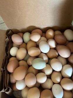 Fresh eggs