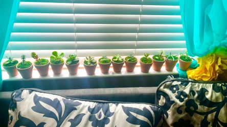 (Loma Linda) 2”x1.75” Succulent plant in Terracotta  planter each $5 ( 15 available)