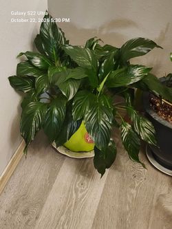 Healthy prayer plant