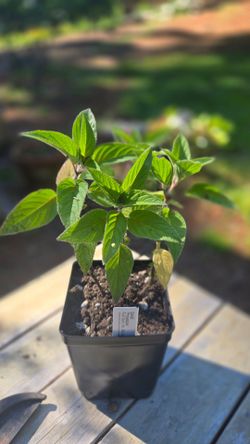 Sage 'Pineapple' Plant