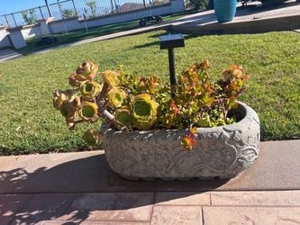 HEAVY STONE Planter Pot (Plants Included)