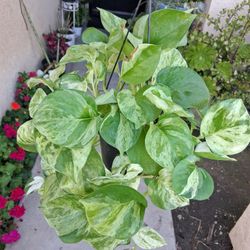 Manjula Pothos Plant $55