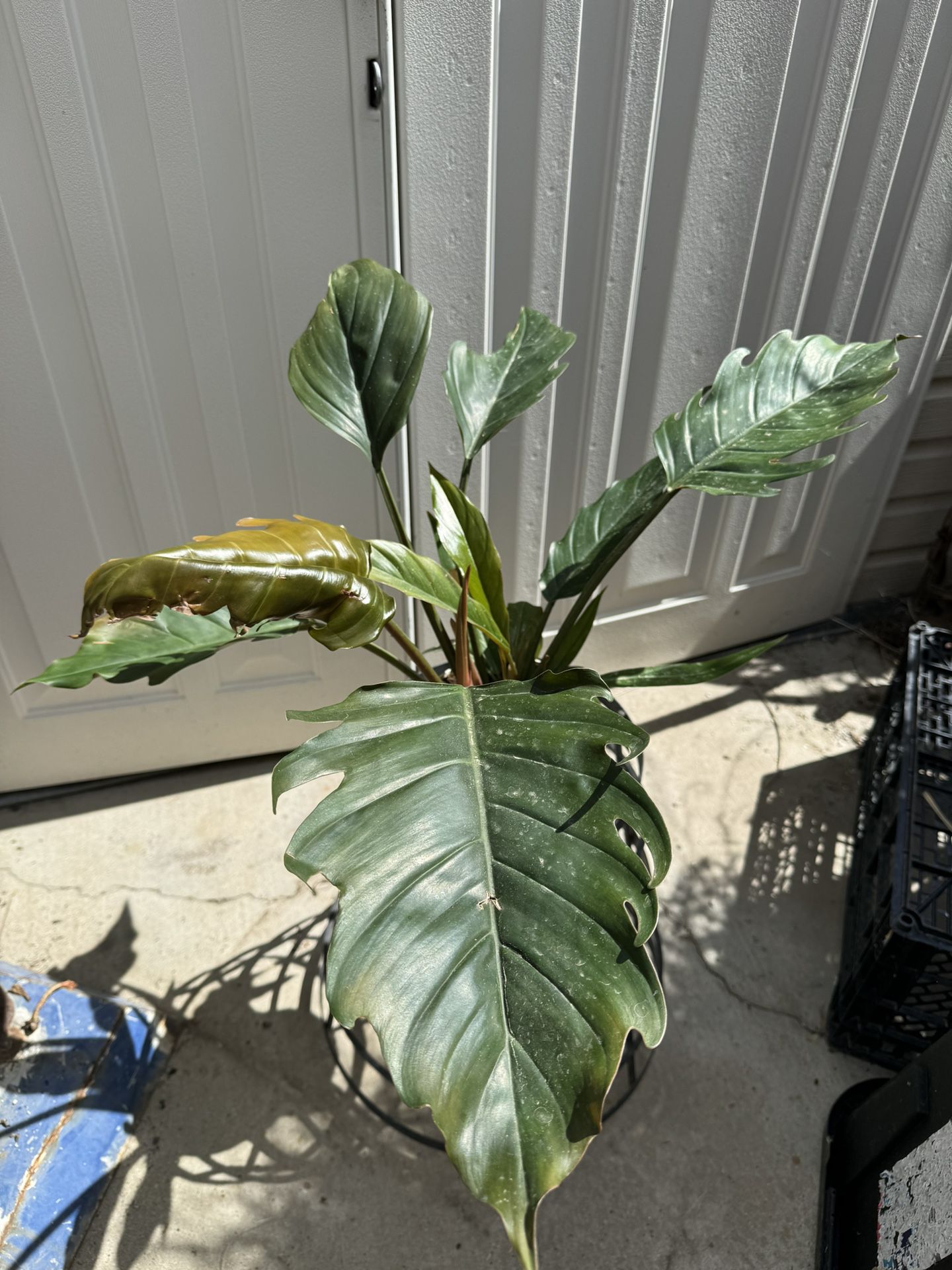 PHILODENDRON CHOCO EMPRESS