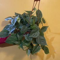 6” heart leaf philodendron