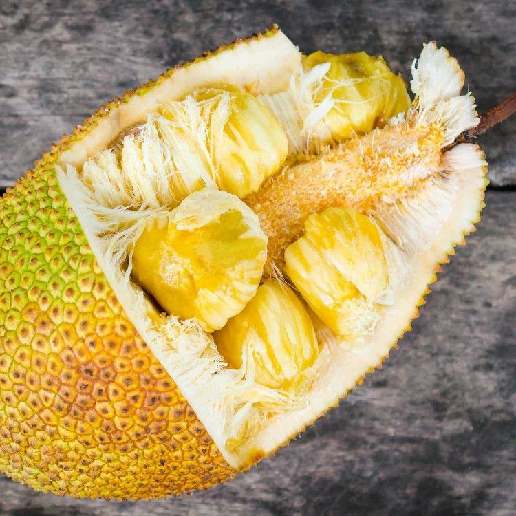 Jack Fruit Tree 8 Feet Tall ($80),All Products : American Fashion Style Bags On Sale