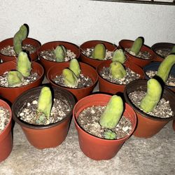 VALENTINES SALE - Trichocereus Bridgesii Monstrose/ San Pedro cactus🌶️