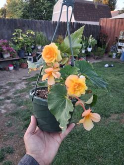 Begonia Apricot Tuberous Plant $25