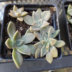 Suculentas 