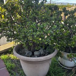 Large Elephant Bush / Dwarf Jade Succulent (Great Bonsai Plant)