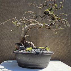 Old Operculicarya Decaryi Bonsai Tree 