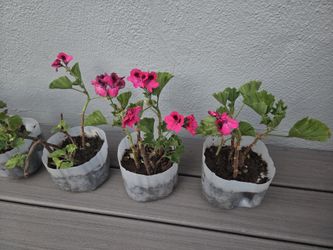 Regal Geranium 3 for $10