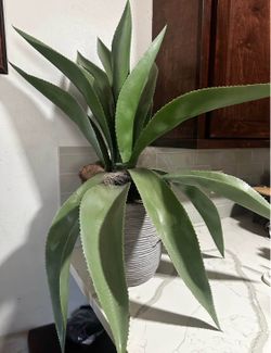 Maguey artificial plant