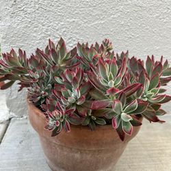 Plants / Succulents 