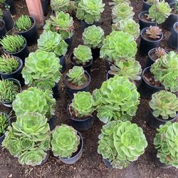 Plants