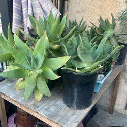 aloe Vera Plants 