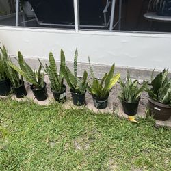Variety of house plants !