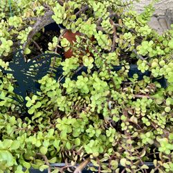 Elephant Food Cuttings!! 