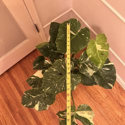 Monstera Variegated Thai