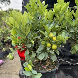 Calamansi/ Calamondin Plant 