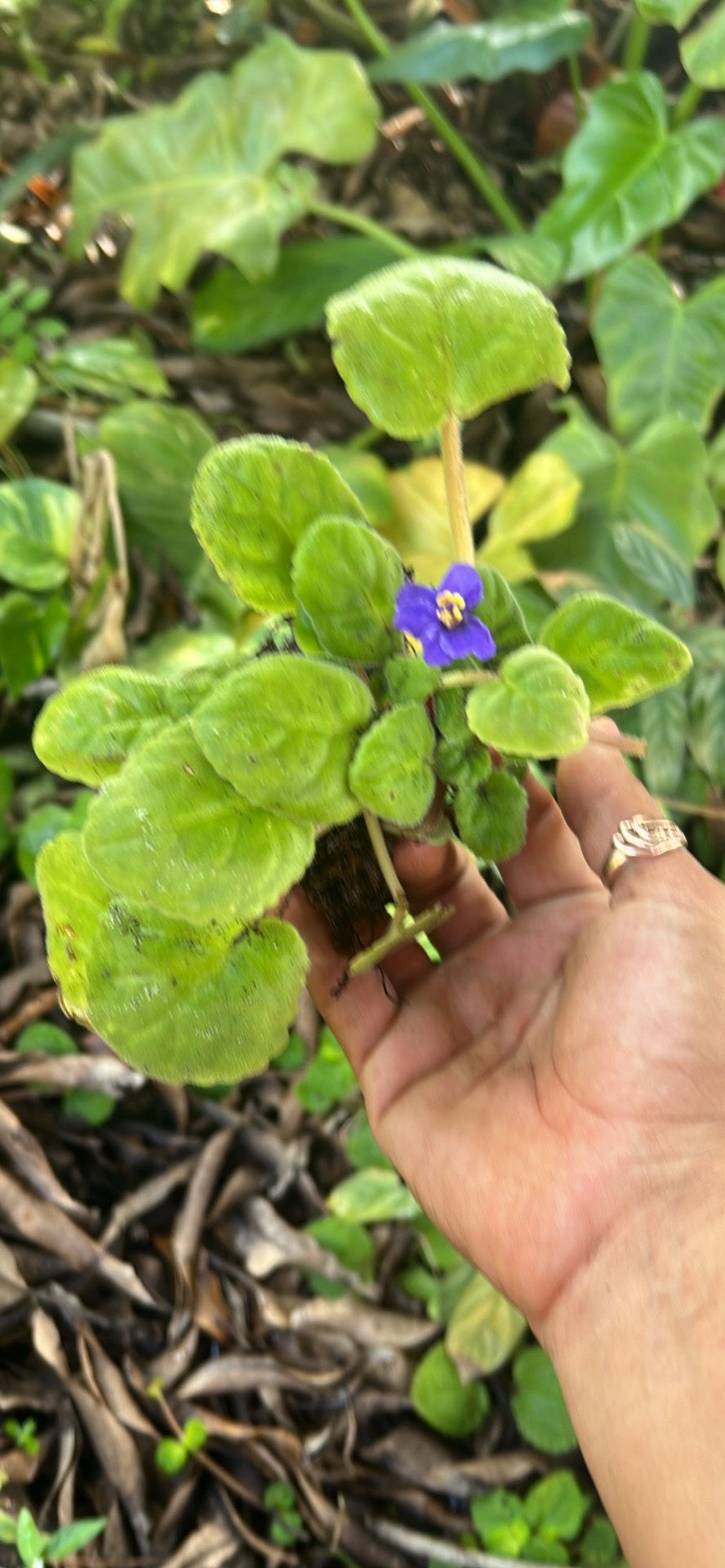 African Violet Plant Available 
