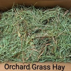 Orchard Grass Hay for Guinea Pig, Rabbit, and Small Animals