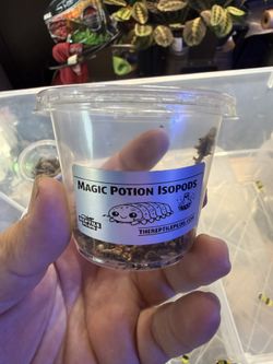 Magic Potion Isopod Cups! 10+ct Show Special!