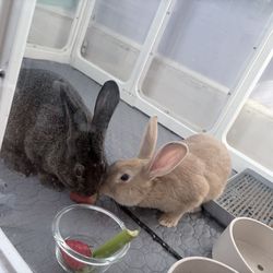 Two bunnies for rehoming - 5 months old