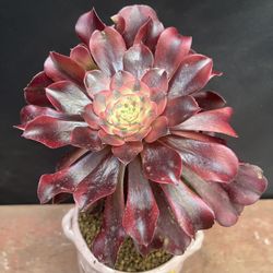 Aeonium Medusa Imported + Free Pot
