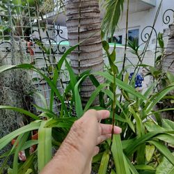 Onsidio Orkis Amariya