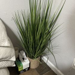 Plant + stool for sale 