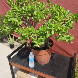        JADE    PLANT