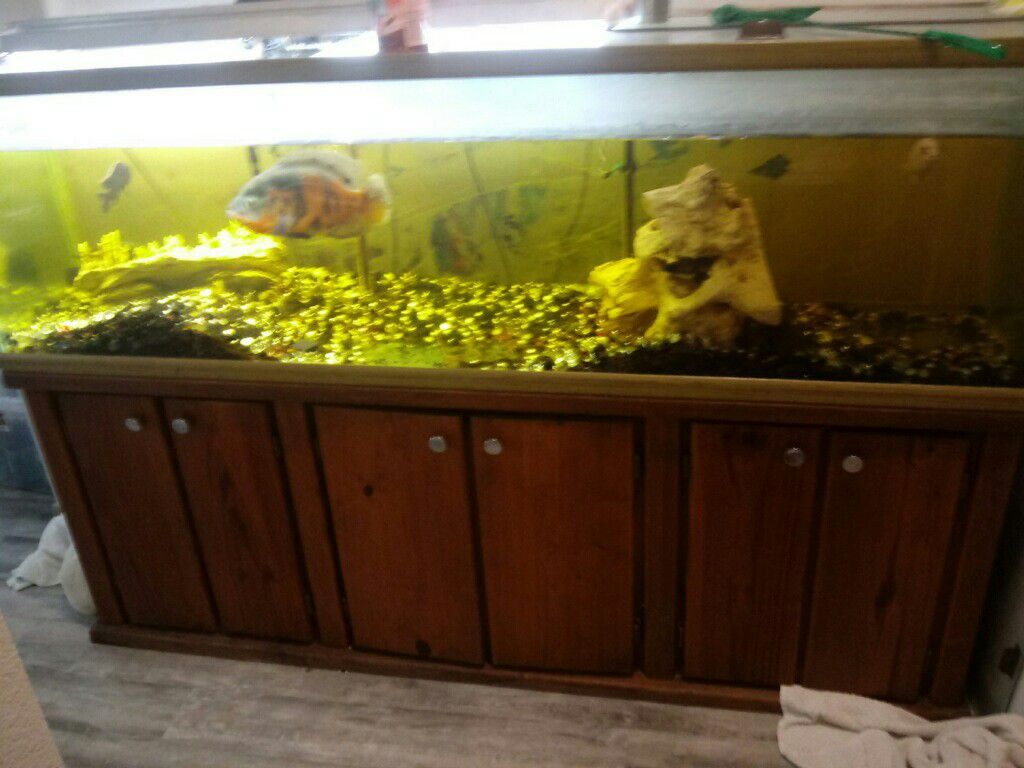 300 gallon complete aquarium w/fish