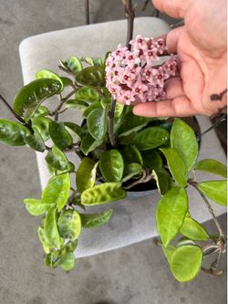 Hoya plant blooming it has 3 different kind