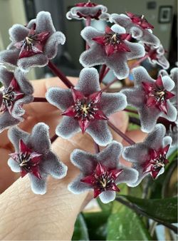 Hoya Hawaiian Purple