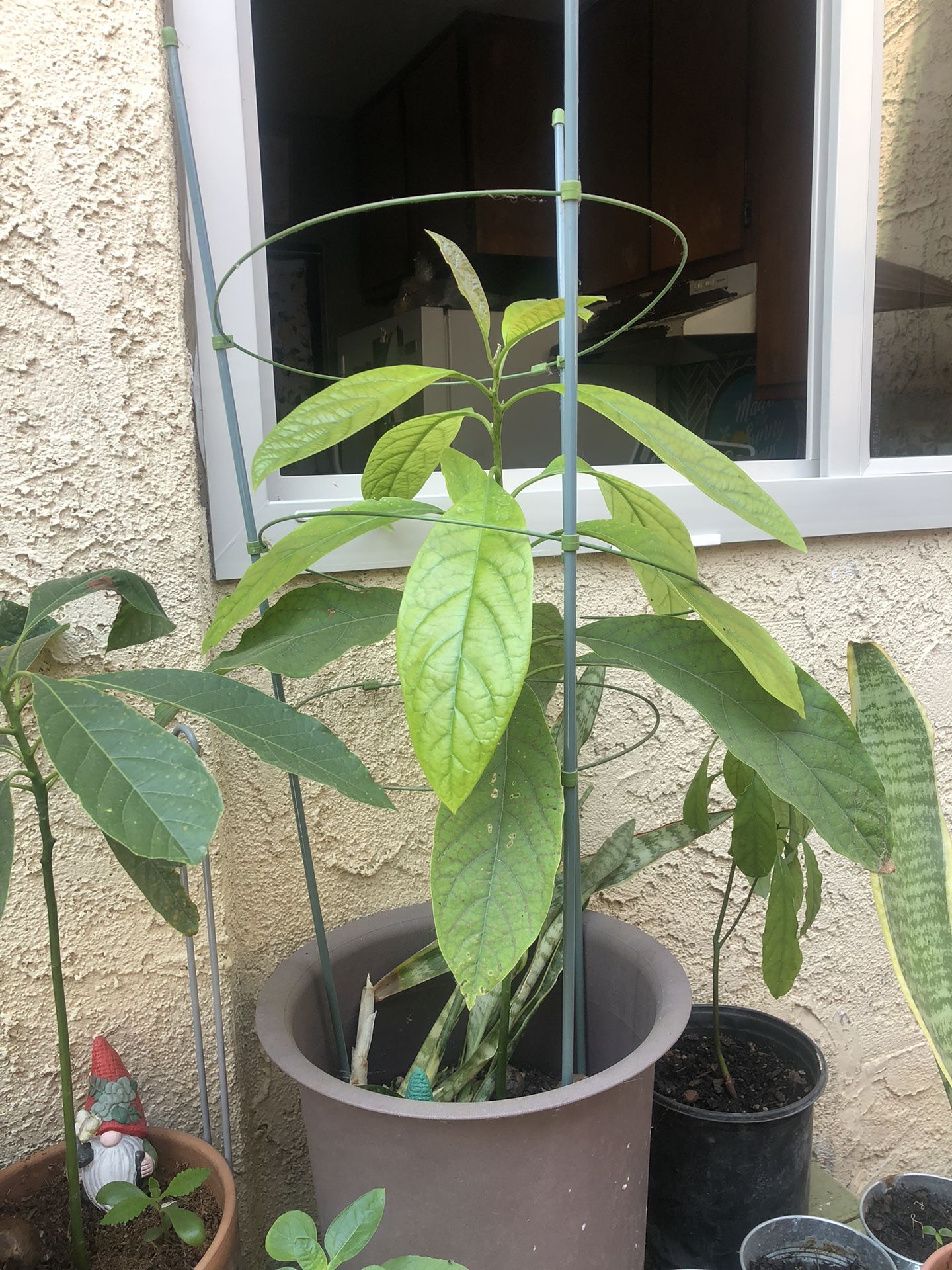 Avocado Trees