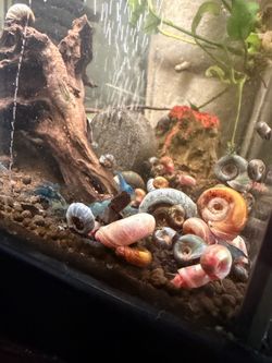 Fish tank