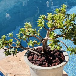 Jade plants in grey light pot