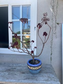 Caribbean copper tree